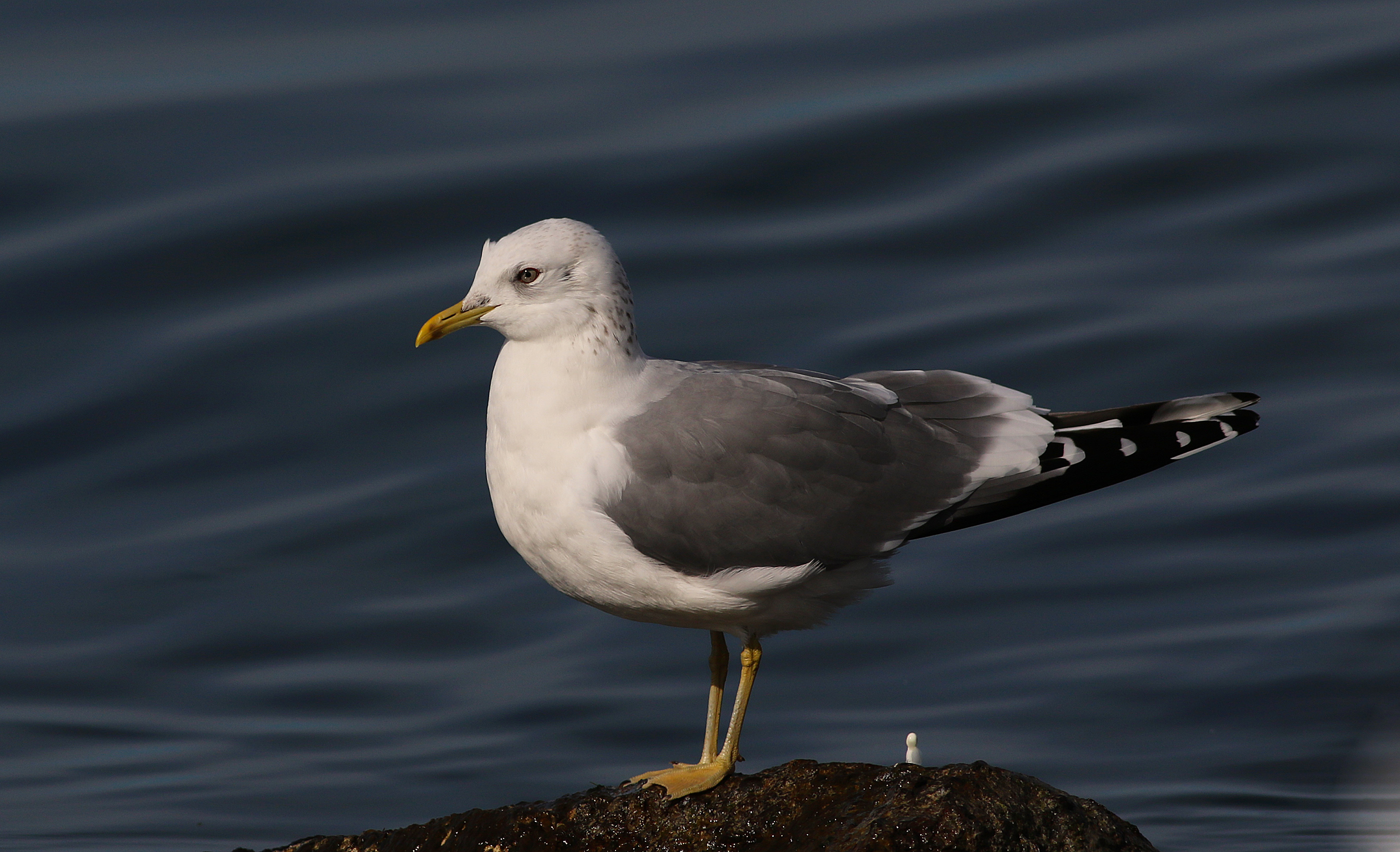 Mew Gull — Ana fotoğraf